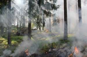 Australian Forests to recover after the fire